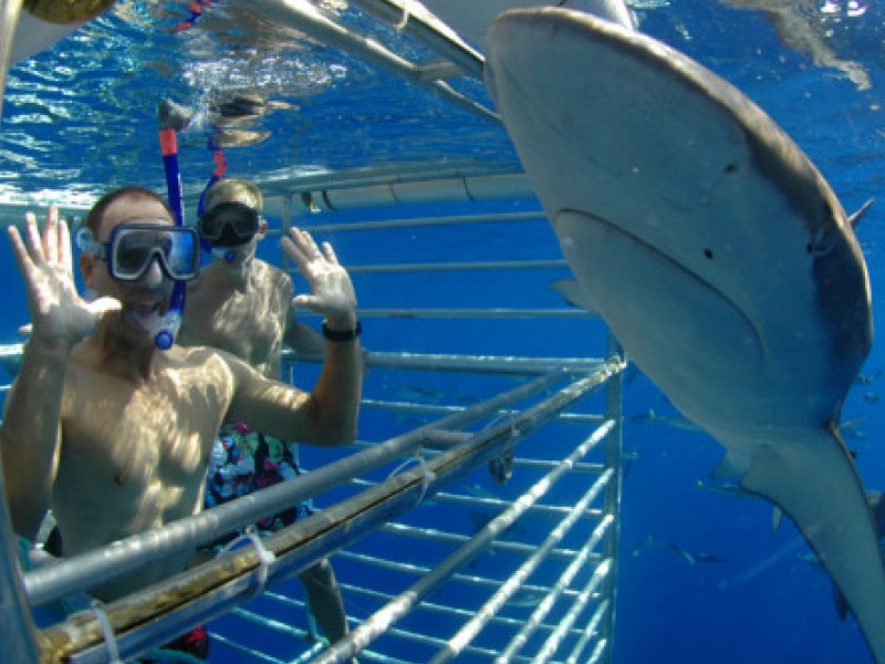 Shark Cage Diving Experience