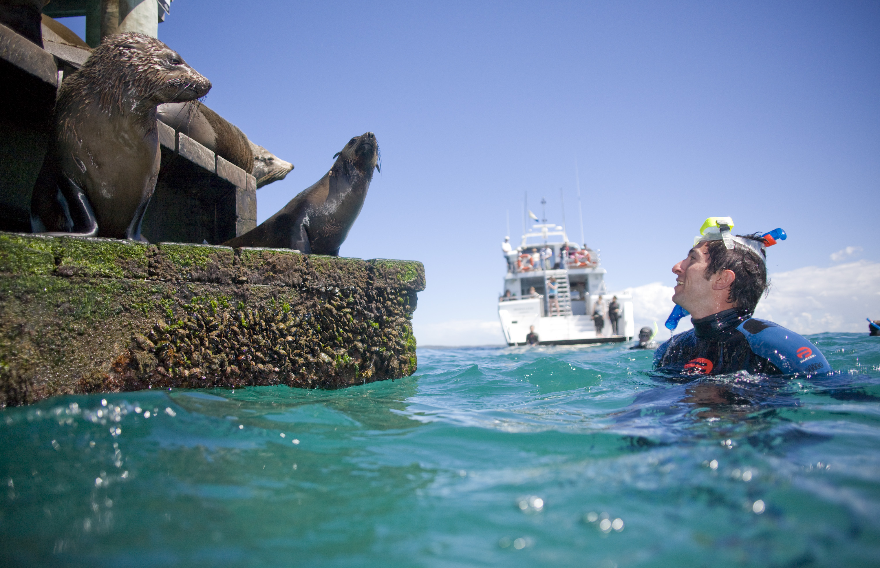 Snorkel with the Seals