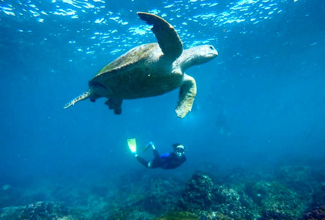 SNORKEL WITH THE TURTLES! (Private Boat)