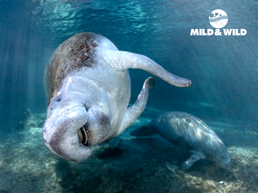 Private Manatee Group Tour - Exclusive Encounter - Crystal River