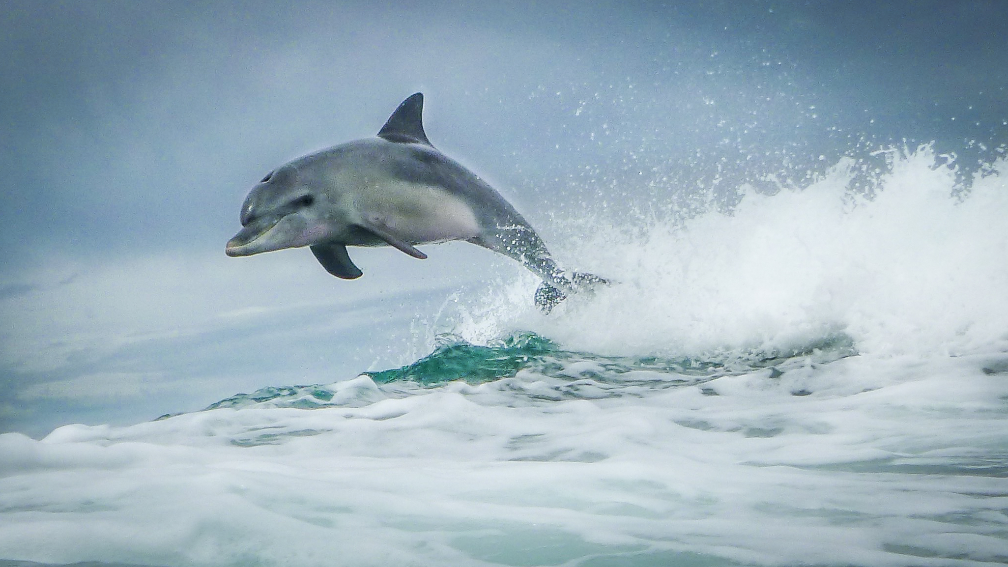 Swim with Wild Dolphins with Lunch