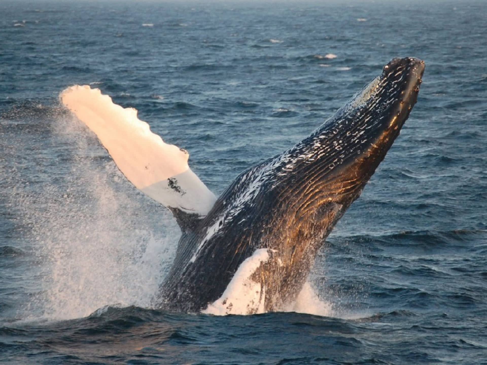 New England Aquarium Whale Watching Cruise