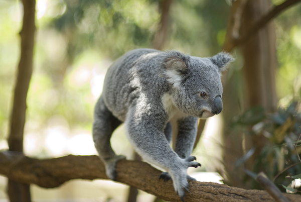 One Way Cruise to Lone Pine Koala Sanctuary