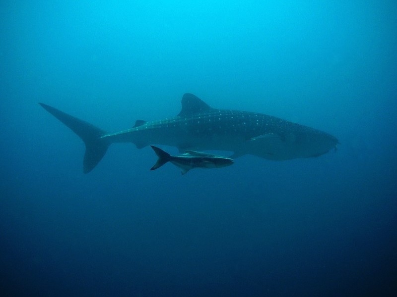 Private Shark & Ray, Coral Garden Snorkel Safari