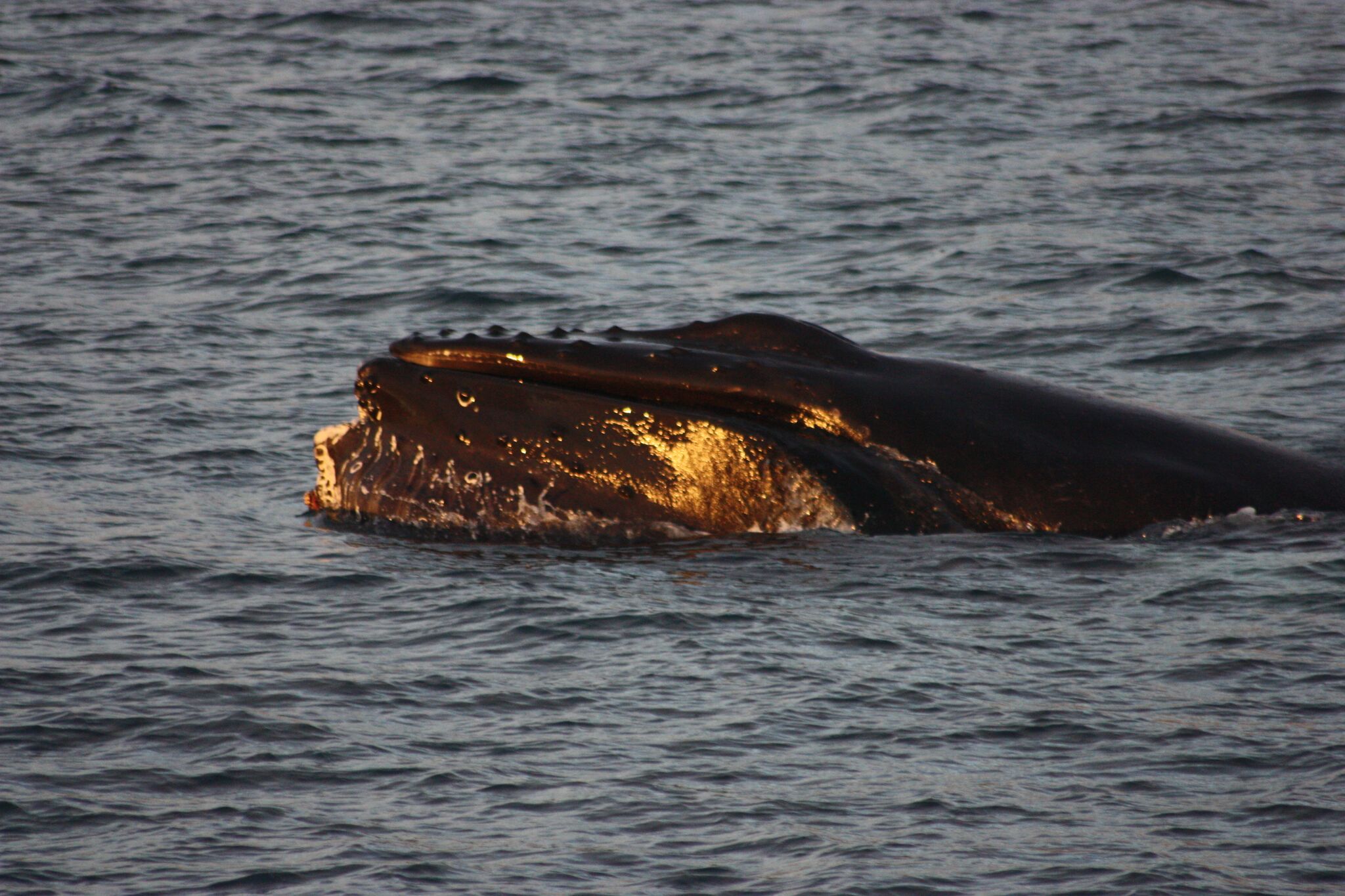 Classic Akureyri Whales in the Midnight Sun