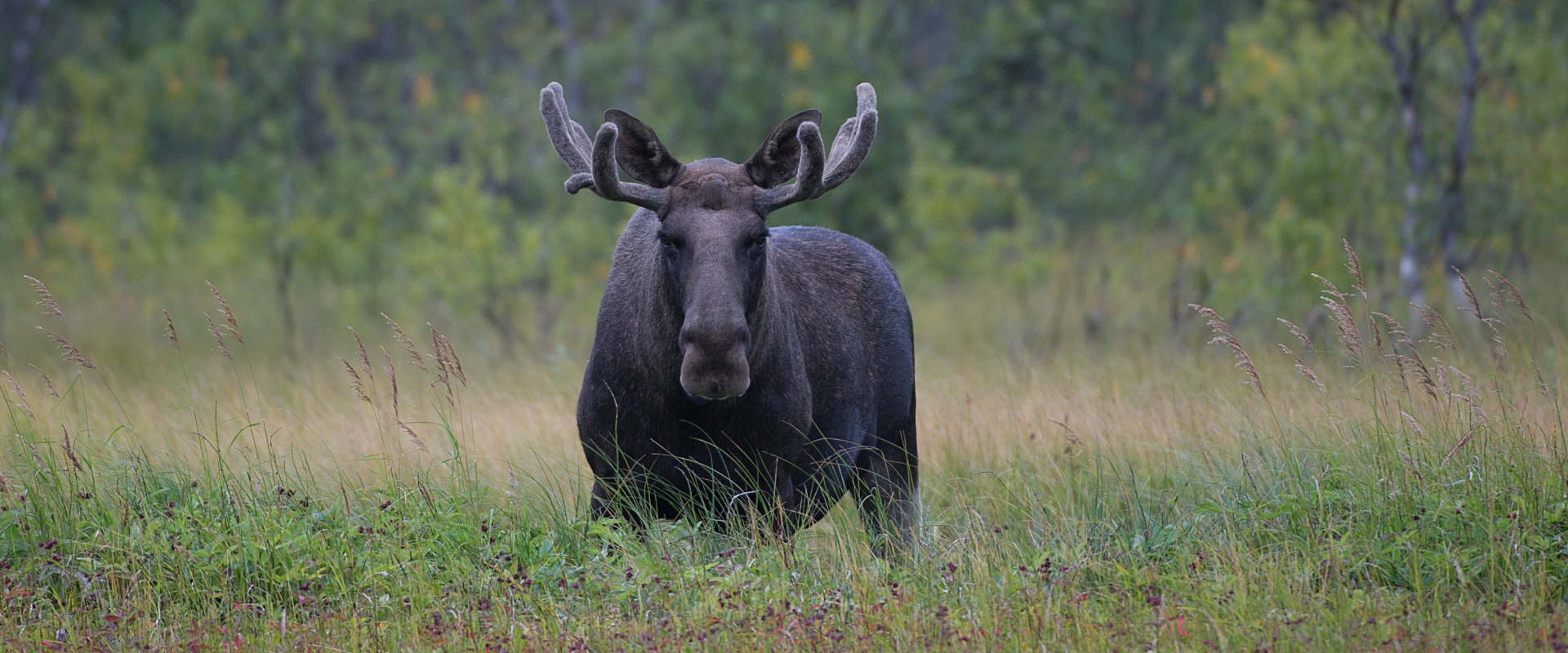 Day Trip - Moose Safari in Bod√∏, Northern Norway