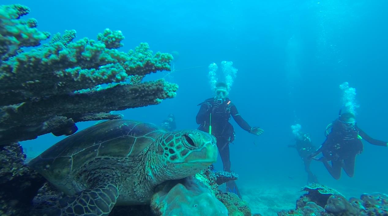 Discover Scuba Dive Sunshine Coast Reefs Single Dive