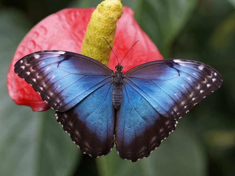 Kuranda Rainforestation Tour with Australian Butterfly Sanctuary
