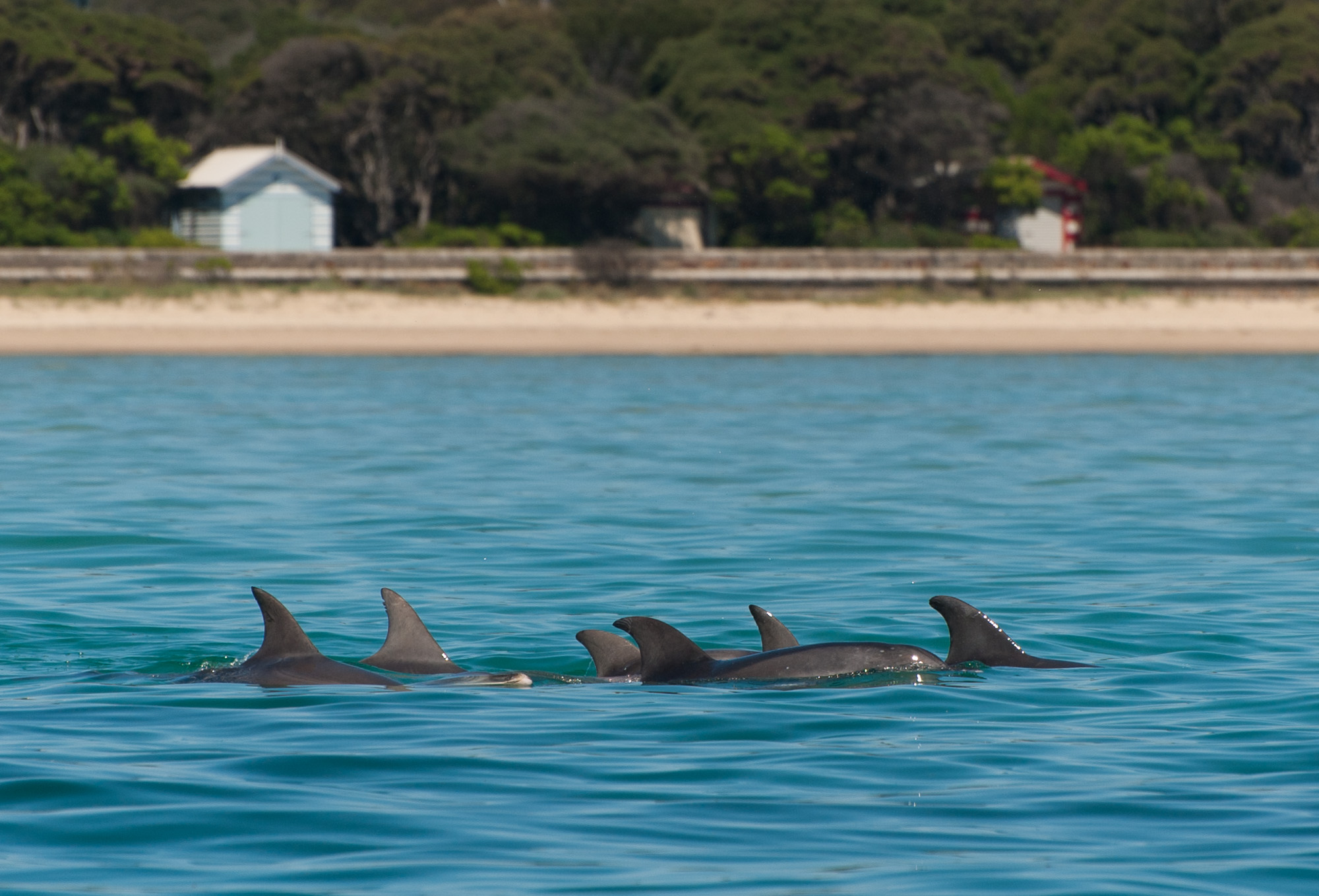 1.5hr Dolphin and Seal Eco Adventure Cruise