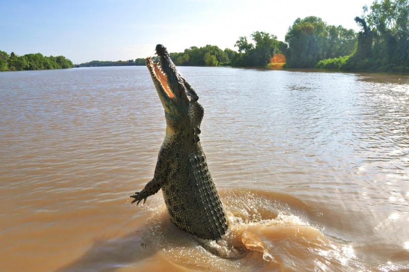 Jumping Crocodile Tour from Darwin