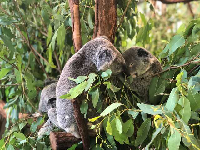 Day Out at Lone Pine Koala Sanctuary in Brisbane 